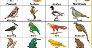 All Birds Name In Hindi With Pictures Imaganationface Org