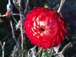 Image result for Helichrysum brassii