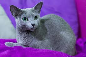 Russian blues were first imported to north america in the early 20th century, but serious breeding programs were not developed until midcentury, when cats from england and scandinavia were brought in. Russian Blue