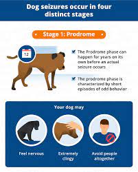 How Long Do Dog Seizures Last Canna Pet