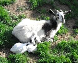 Black And White Goat Breeds Kiko Goat Kiko Goats About Kiko Goat Kiko Goat Breed Kiko Goat Breeders Kiko Goat Behavior Kiko Goat Color Kiko Goat Coat Kiko Goats Goat Farming Breeds