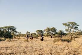 Image result for Kyphocarpa angustifolia