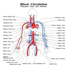 Pin On Circulatory Problems