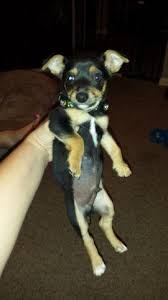 Is the terrier a fox terrier? 2 10 Week Old Chihuahua Toy Fox Terrier Mixes For Sale In Wichita Kansas Classified Americanlisted Com