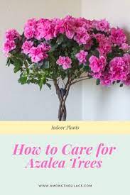 Indoor Azalea Trees Are One Of The Prettiest Indoor Plants You Can Grow They Re Not Only Prolifera Container Garden Design Indoor Flowers Flower Garden Design