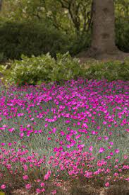 Each of the 5 petals have serrated edges, looking as if they have been trimmed with pinking shears, hence the common name 'pinks'. Firewitch Dianthus
