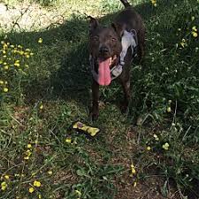 Learn more about shelter animal resource alliance (sara) in eugene, or, and search the available pets they have up for adoption on petfinder. Puppies For Sale In Eugene Oregon Adoptapet Com