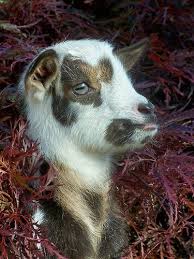 Nigerian Dwarf Goat Kid Www Thebigwranch Com Nigerian Dwarf Goats Farm Animal Videos Dwarf Goats