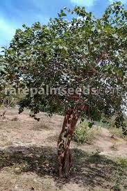 Image result for Mitragyna stipulosa