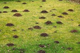 How To Add Topsoil To An Existing Lawn A Green Hand Lawn Soil Top Soil Diy Lawn