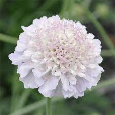 Scabiosa Columbaria Giga Silver Pincushion Flower Caprifoliaceae The Honeysuckle Family In 2020 Scabiosa Columbaria Nothing But Flowers Flowers