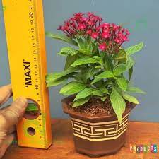 Bunga pentas cocok dijadikan hiasan rumah lho. Pentas Bunga Merah Pentas Lanceolata Red Ibad Garden