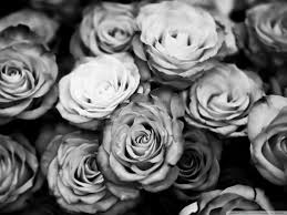 Black rose wallpaper ařt in 2019 wallpaper iphone wallpaper aesthetic aesthetic lockscreens aesthetic wallpaper lyrics aesthetic i. Tumblr Hintergrundbilder Rosen