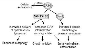 #manbabytrump is still babbling, drooling and throwing temper tantrum's! Pdf The Structure And Biological Function Of Creg Semantic Scholar