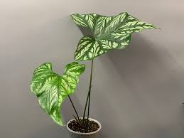 Image result for Cercestis