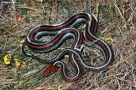 Bay Area Snakes Snake Lovers Snake Endangered Snakes
