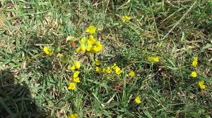 Image result for Lotus namulensis