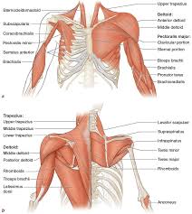 The anatomical names and corresponding common names are indicated for specific body regions. Figure 3 4 Major Muscles Of The Upper Extremities A Front View B Back View Deeper Muscles Are Shown O Human Body Anatomy Body Anatomy Muscle Anatomy