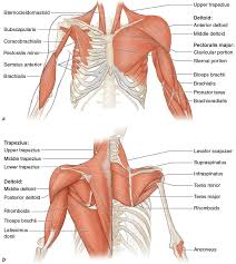 There are around 650 skeletal muscles within the typical human body. Figure 3 4 Major Muscles Of The Upper Extremities A Front View B Back View Deeper Muscles Are Shown O Human Body Anatomy Body Anatomy Muscle Anatomy