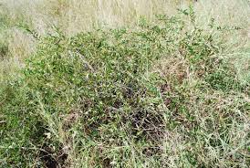 Image result for Cissus cornifolia