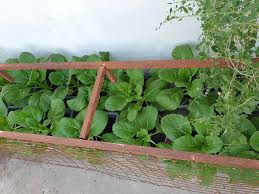 Mudahnya, apabila kita menanam sendiri kebutuhan makanan di rumah, maka tidak perlu membeli ke pasar, bukan? 5 Manfaat Berkebun Di Rumah Yang Menguntungkan Anda Gaya 360