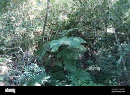Image result for Cyathea capensis