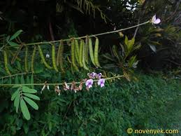 Image result for Tephrosia noctiflora