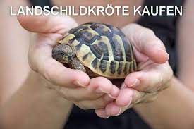 Panama city beach schafft lebensraum für bedrohte gattung. Landschildkrote Kaufen Verkaufen Landschildkroeten De