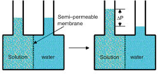 See full list on thoughtco.com What Is Osmosis Simple