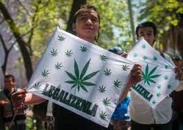 Plazo de cumplimiento de la sentencia del amparo en revisión 57/2019 (reglamento de cannabis) el pasado 30 de junio, la secretaría de salud. Legalizacion De La Marihuana En Mexico El Pais
