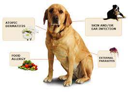 Allergies In Dogs And Cats