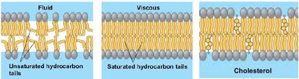 Cholesterol And Fatty Acids Regulate Membrane Fluidity - Youtube