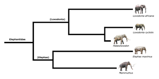 34 Credible Elephant Taxonomy Chart