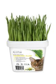 University of new hampshire cooperative. Cat Friendly Plants Flowers Flower Power Range Archives My Cat Grass