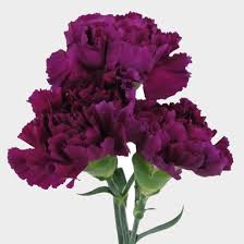 We did not find results for: Purple Carnation Flowers Fancy Wholesale Blooms By The Box