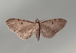 Image result for Eupithecia tenuiata