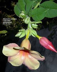 Image result for Apocynaceae subfamily Periplocoideae