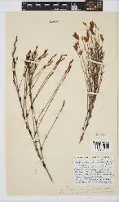 Image result for Platycaulos mlanjiensis