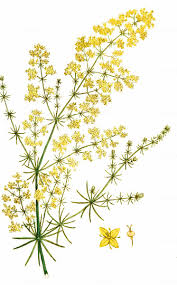 Image result for Galium verum