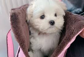 Make sure you are not only choosing the right breed for you, but also that you're getting it from the right individual. Puppies Maltese For Sale In Florida With Price Animalssale Com