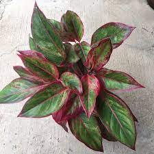 Agalonemas, commonly called chinese evergreens, are old standbys in the world of indoor plants. Aglaonema Red Siam Aurora Red Lipstick Aglaonema Lush Mother Plant Chinese Evergreen Red Plant Shopee Philippines