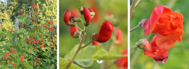 We did not find results for: Scarlet Runner Bean Phaseolus Coccineus Wisconsin Horticulture