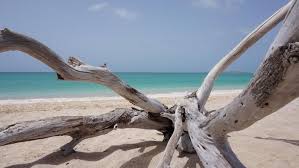 Besichtigung der meeresschildkröten am strand joão barrosa. Boa Vista Informationen Und Reiseangebote Zur Insel