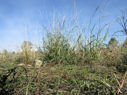 Image result for Setaria incrassata