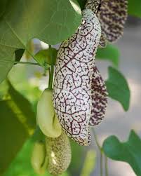 Image result for Aristolochia littoralis