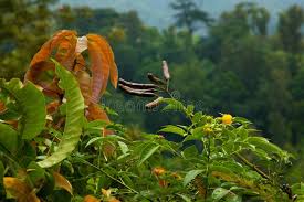 Image result for Hymenaea courbaril