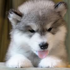 The double coat keeps the dog cooler, and shaved dogs are more susceptible to heat strokes. Snowlion Alaskan Malamutes Beautiful California Alaskan Malamute Puppies Top Malamute Breeders