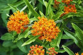This showy native wildflower is easy to grow, cold hardy, and does well in poor, dry soils. Butterfly Weed Asclepias Tuberosa Interior Organically Grown Flower Seeds Floral Encounters