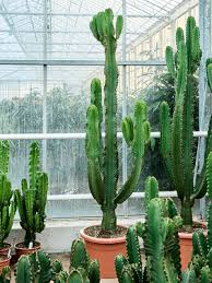 Image result for Euphorbia ingens
