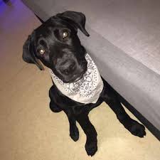 Hund läuft plötzlich keine treppen mehr runter, aber hoch und lässt die rute hängen? Hund Lauft Treppen Nicht Runter Treppenhaus